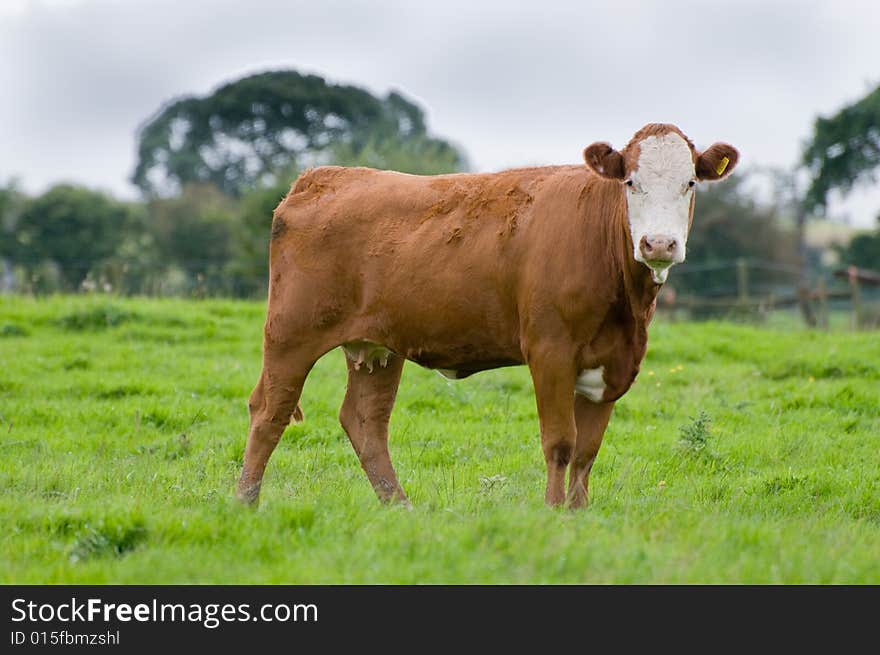 A cow standing in a field. A cow standing in a field