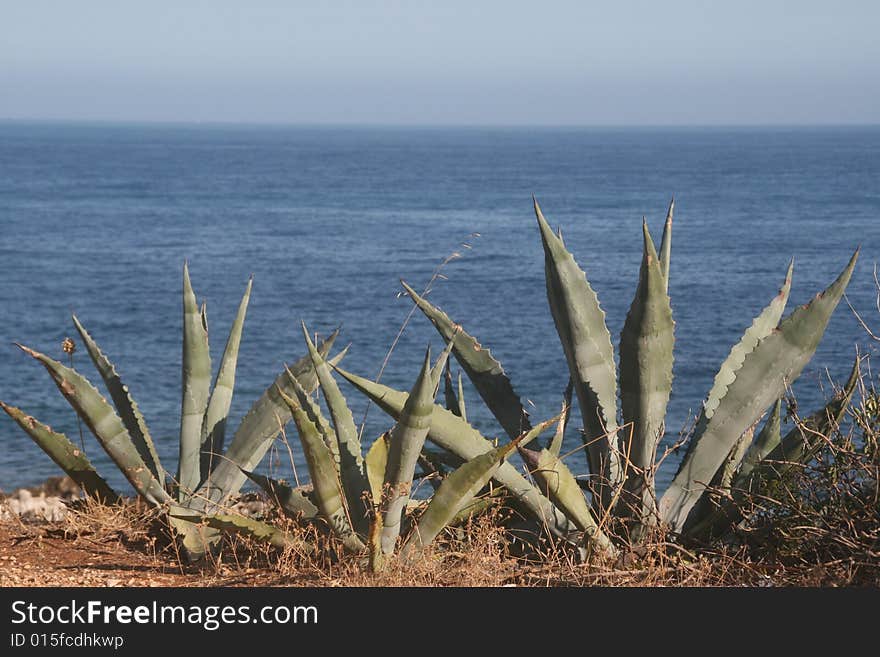 Cactus and Sea