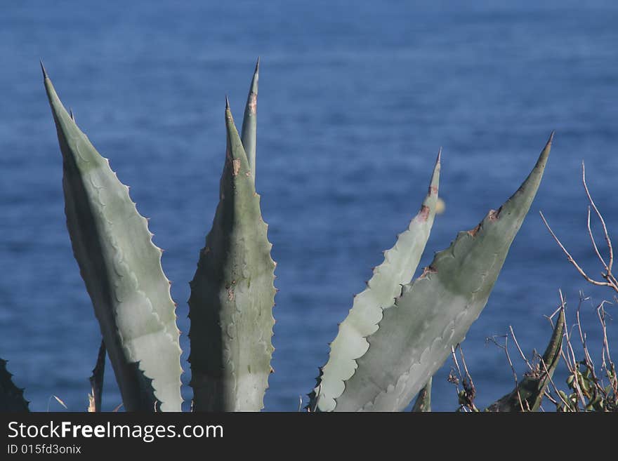 Cactus And Sea