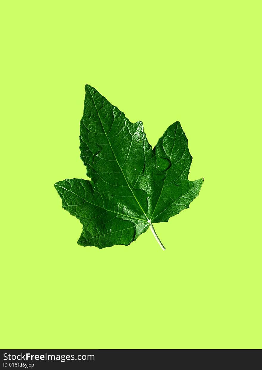 Leaf on green