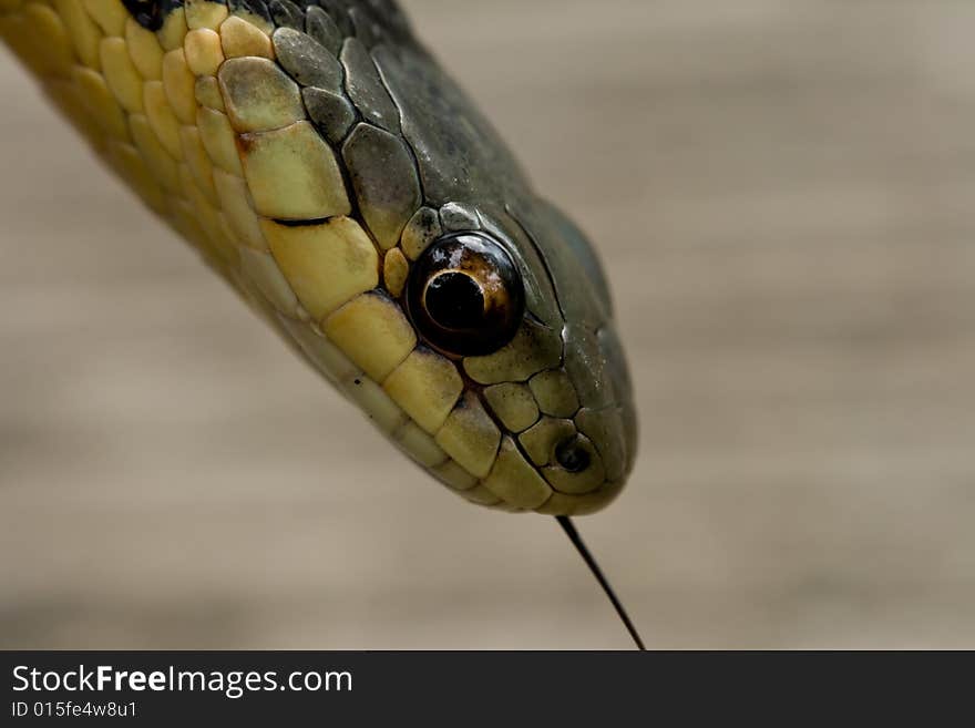 A close up of a garter snake's head. A close up of a garter snake's head.