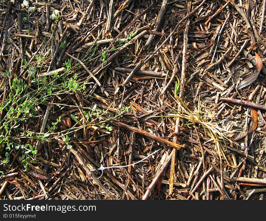 Detail of a footpath through the wood beside the river. Detail of a footpath through the wood beside the river