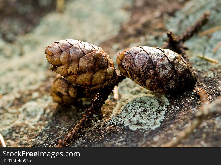 Pine Cones