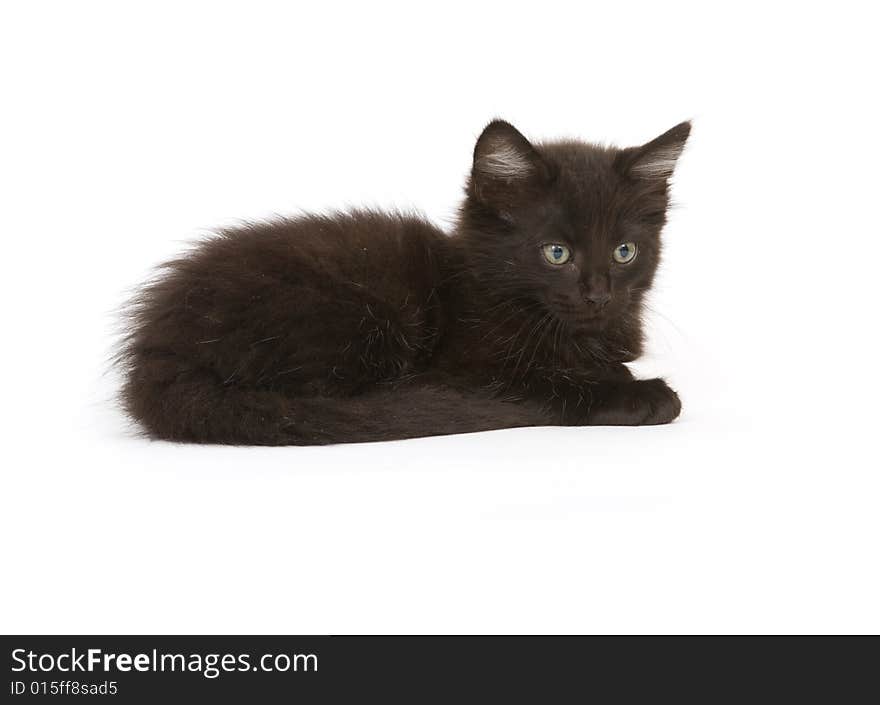 A black kitten looks down while sitting on a white background. A black kitten looks down while sitting on a white background