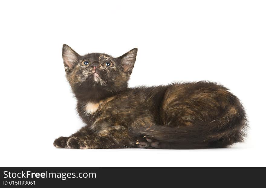 A pie colored kitten looking up on a white background