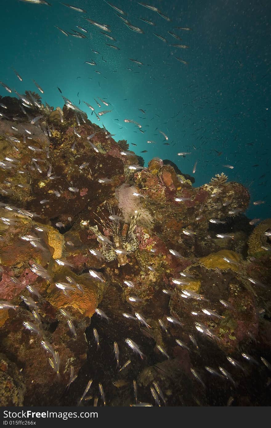 Coral And Fish