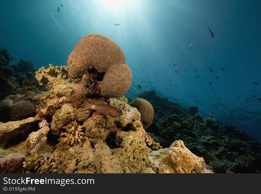 Coral and fish taken in the Red Sea.