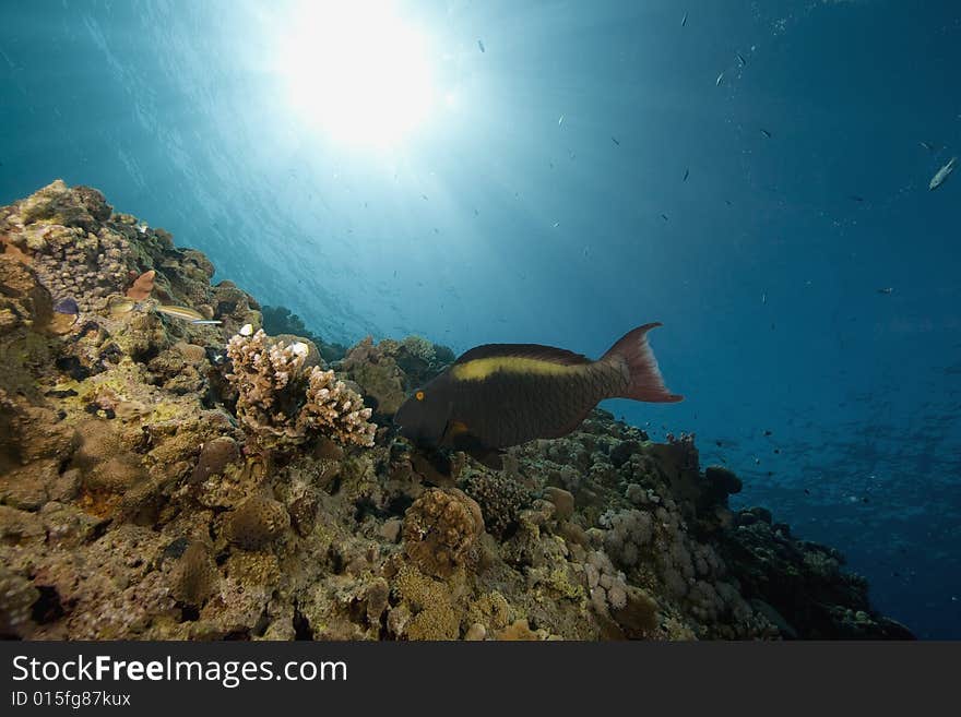 Coral and fish taken in the Red Sea.