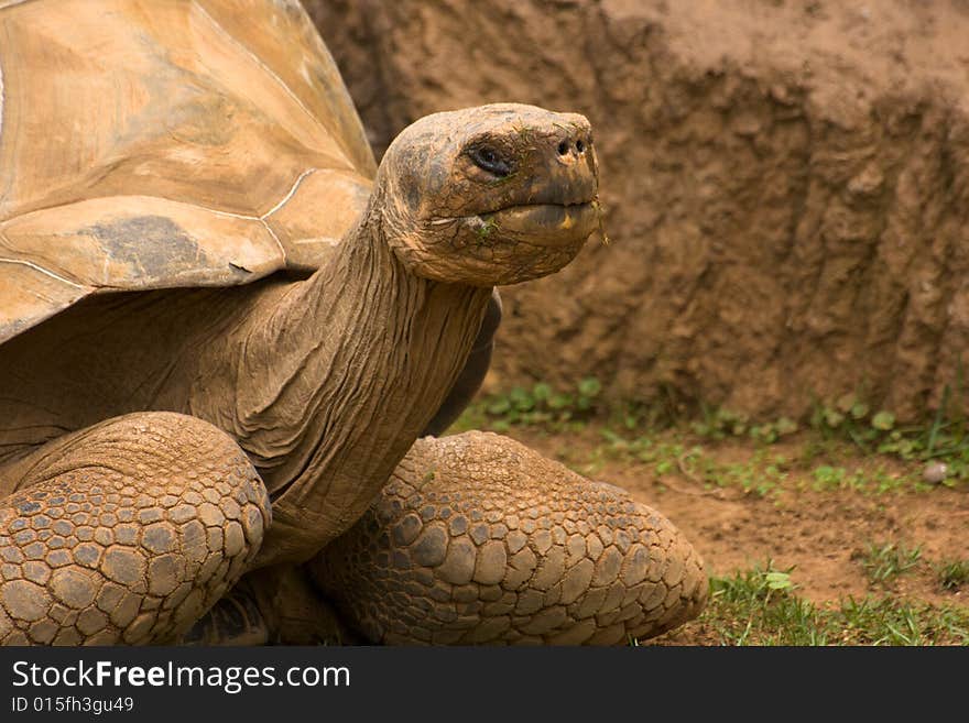 Old, giant turtle (Giant Galapagos Tortoise). Lives more than 100 years, weights up to 200kg and has up to 2m in length.