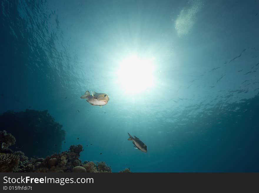 Coral and fish taken in the Red Sea.