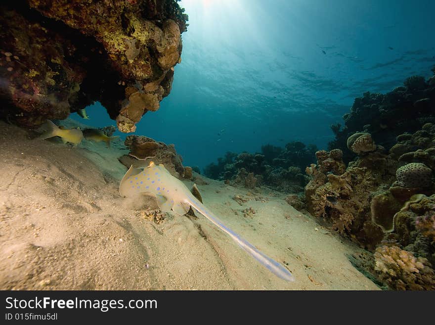 Coral and fish taken in the Red Sea.