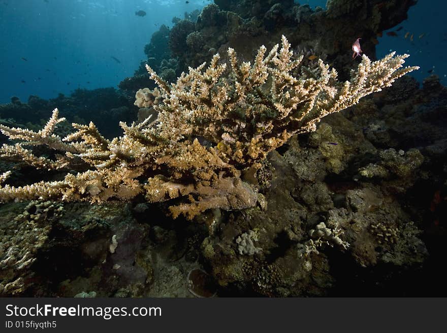 Coral and fish taken in the Red Sea.