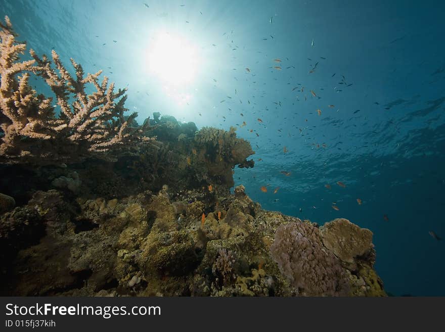 Coral and fish taken in the Red Sea.