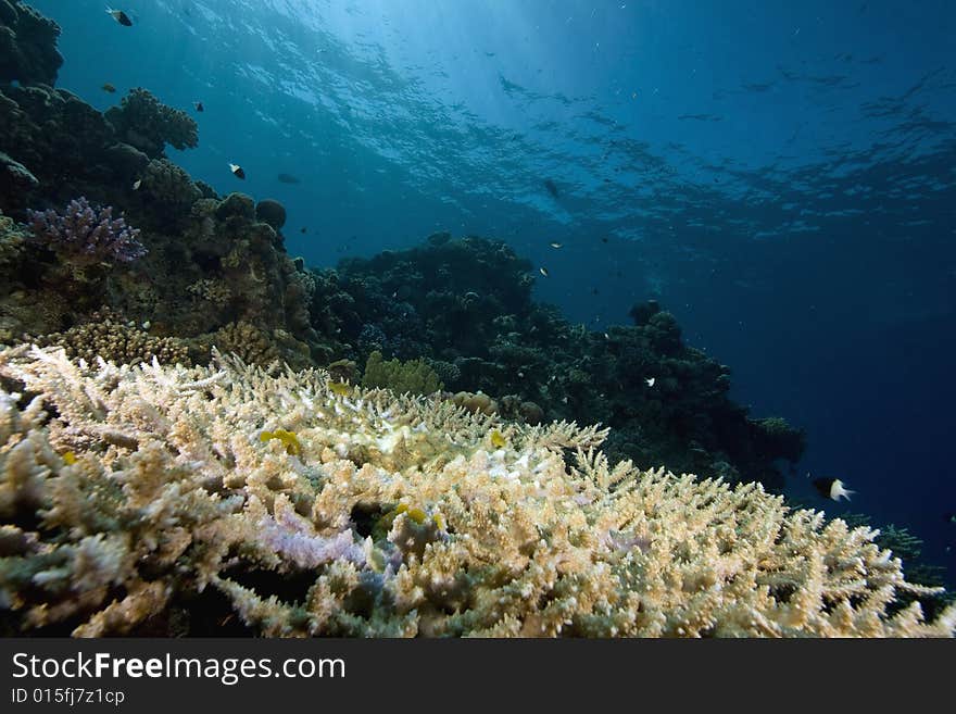 Coral and fish taken in the Red Sea.