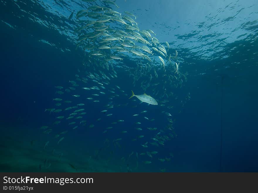 Striped mackerel (rastrelliger kanagurta)
 taken in the Red Sea.