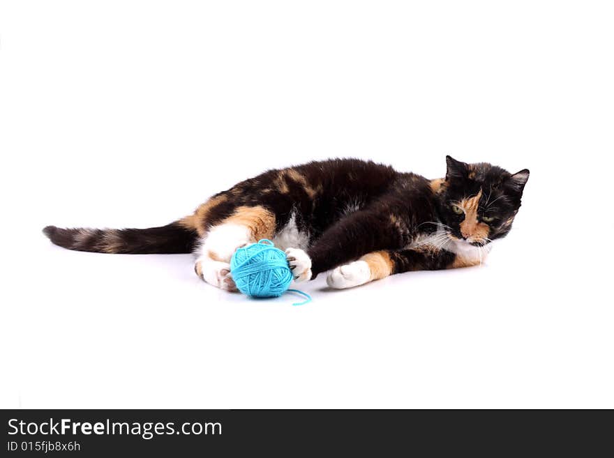 Colorful cat playing with a blue wool. Colorful cat playing with a blue wool