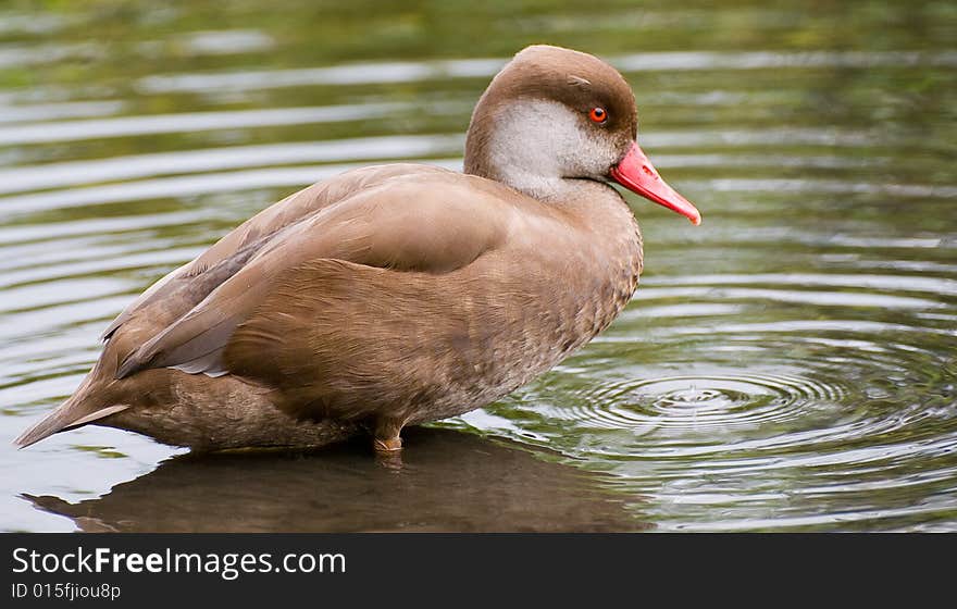 Brown duck in a pond. Brown duck in a pond