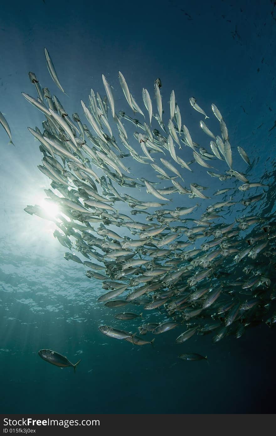 Striped mackerel (rastrelliger kanagurta) taken in the Red Sea.