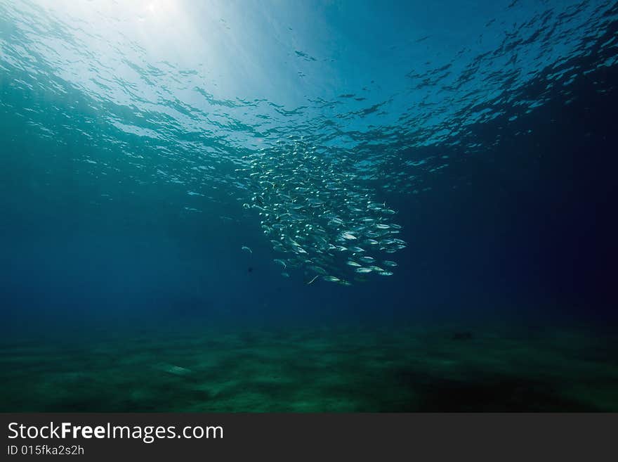 Striped mackerel (rastrelliger kanagurta) taken in the Red Sea.