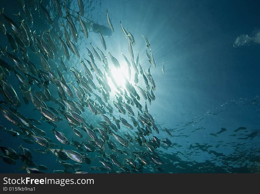 Striped mackerel (rastrelliger kanagurta) taken in the Red Sea.