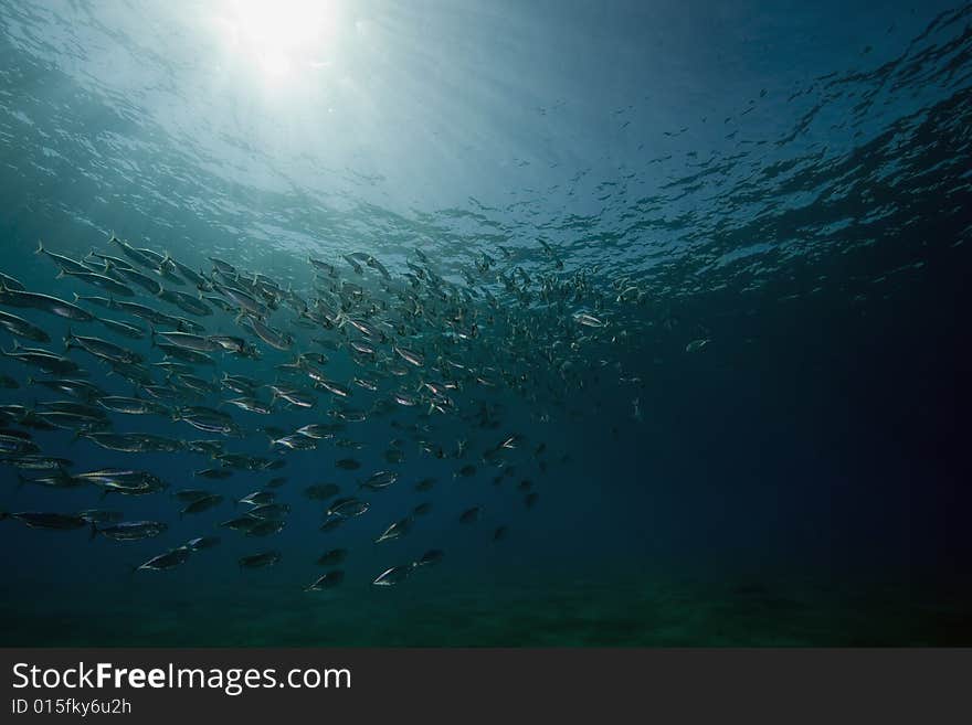 Striped mackerel (rastrelliger kanagurta) taken in the Red Sea.