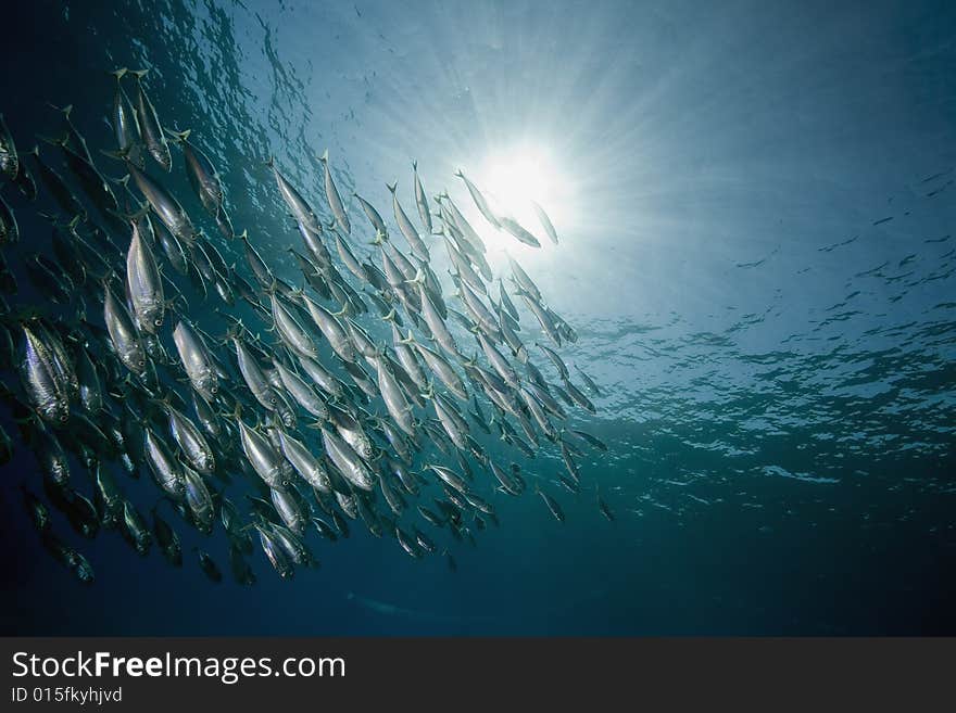 Striped mackerel (rastrelliger kanagurta) taken in the Red Sea.