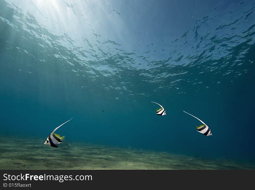 Schooling bannerfish (heniochus diphreutes) taken in the Red Sea.