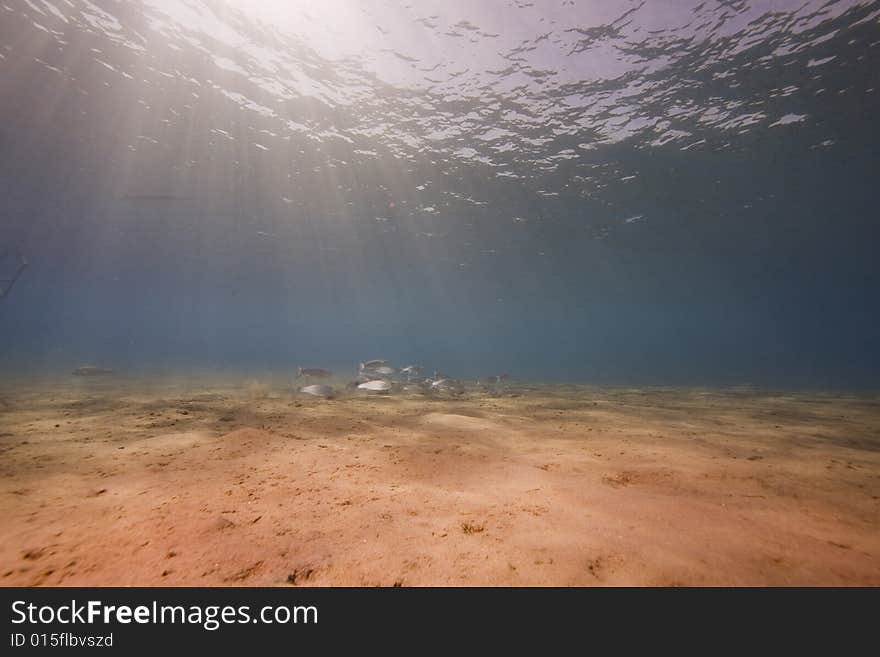 Ocean and fish taken in the Red Sea.