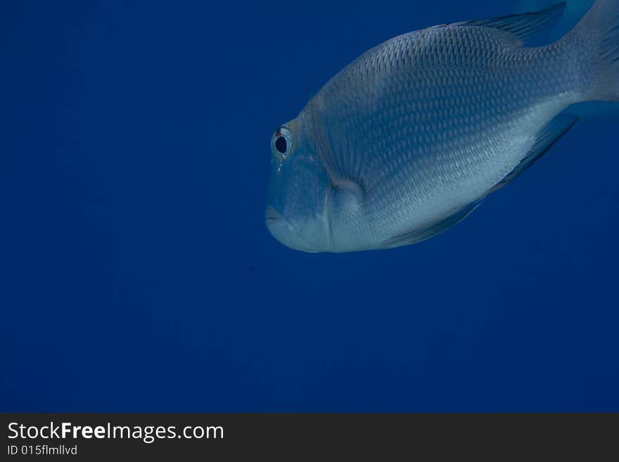 Bigeye emperor (monotaxis grandoculis) taken in the Red Sea.