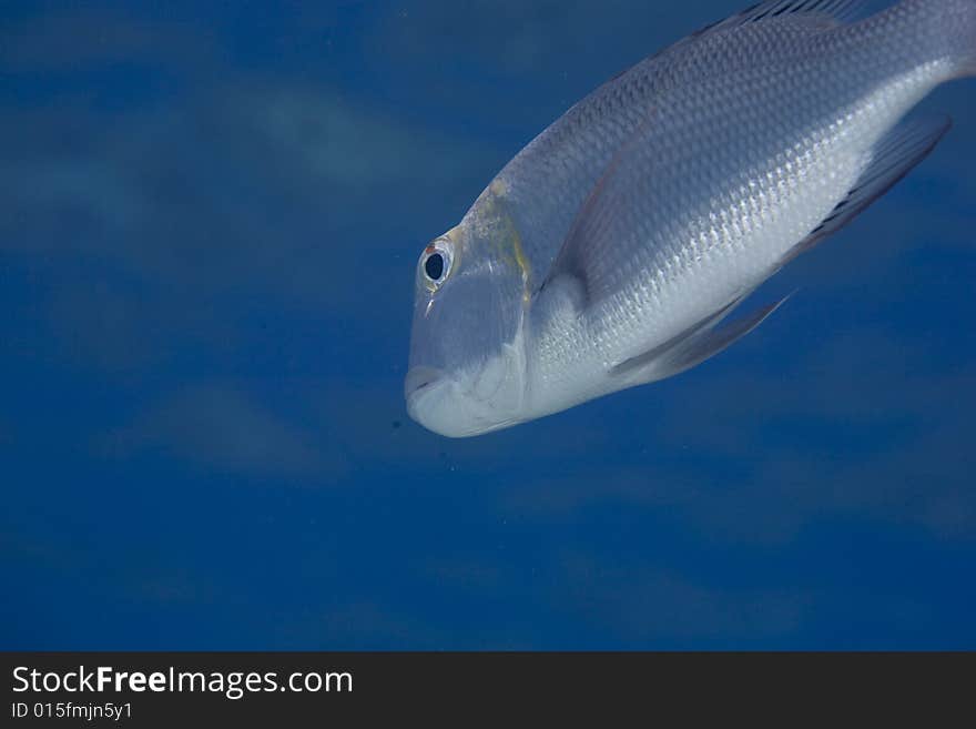 Bigeye emperor (monotaxis grandoculis) taken in the Red Sea.