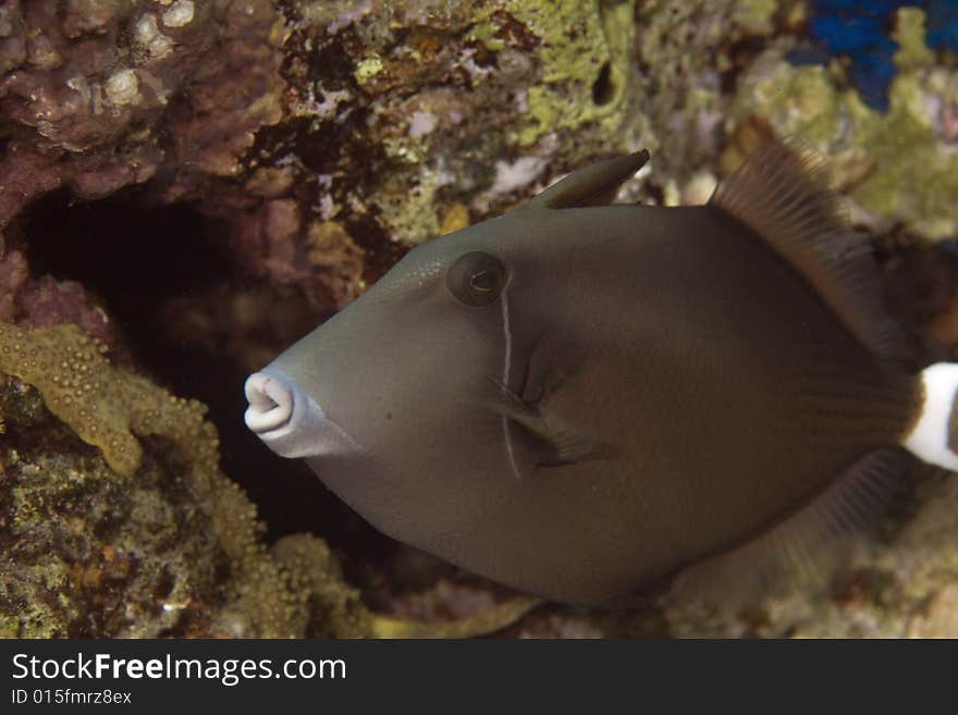 Bridled triggerfish (sufflamen fraenatus) taken in the Red Sea.