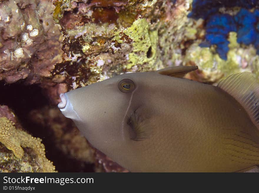 Bridled triggerfish (sufflamen fraenatus) taken in the Red Sea.