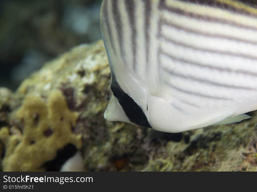 Threadfin butterflyfish (chaetodon auriga) taken in the Red Sea.