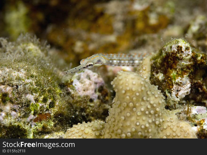 Network pipefish (corythoichthys flavofasciatus) taken in the Red Sea.