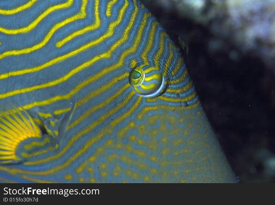 Orange-striped triggerfish (balistoides undulat) taken in the Red Sea.