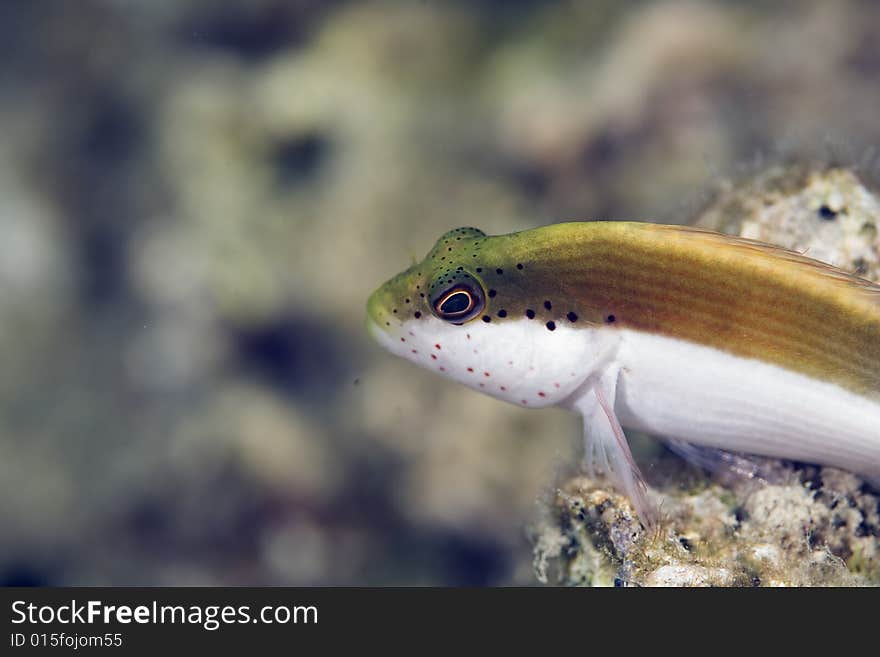 Freckled hawkfish (paracirrhites forsteri) taken in the Red Sea.