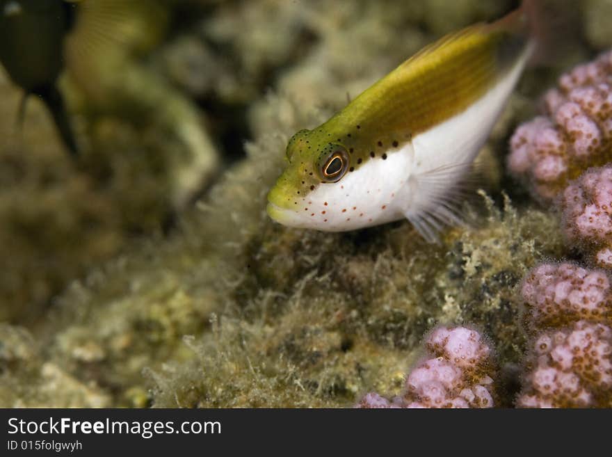 Freckled hawkfish (paracirrhites forsteri) taken in the Red Sea.