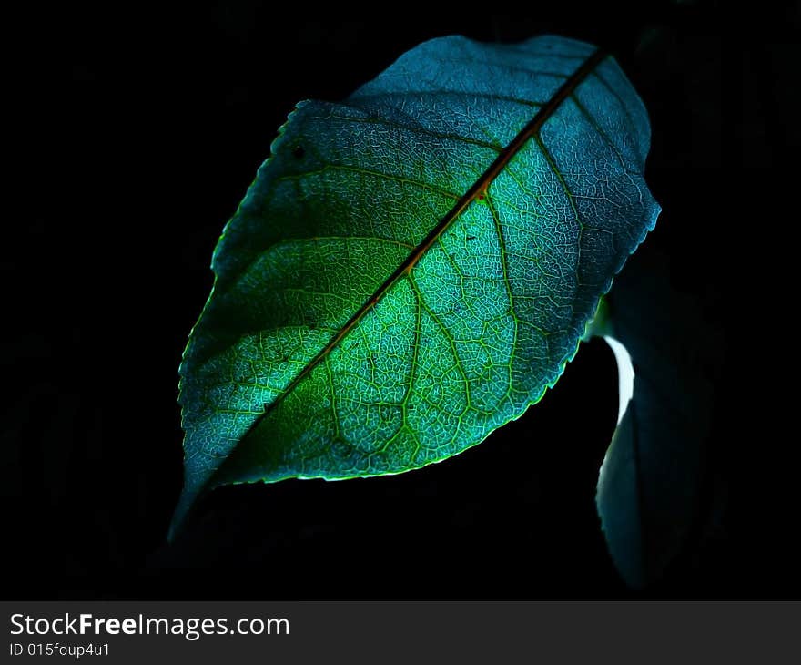 Night Leaf