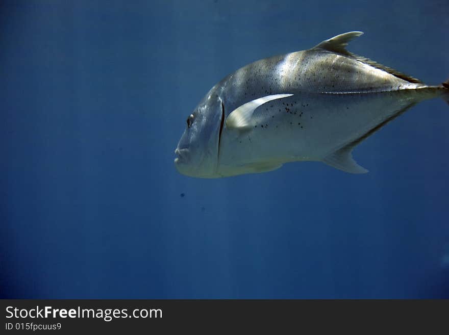 Giant trevally (caranx ignobilis) taken in the Red Sea.