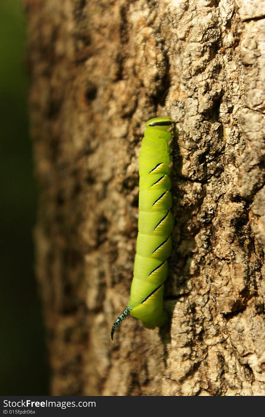 A bright green caterpillar crawls on a tree.