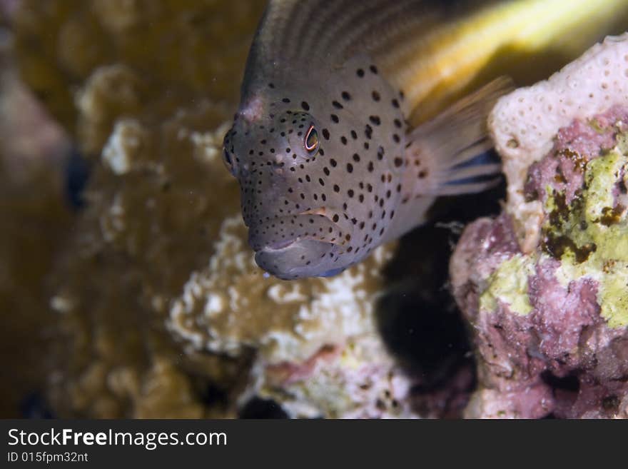 Freckled hawkfish (paracirrhites forsteri) taken in the Red Sea.