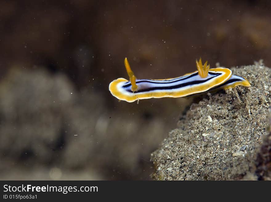 Pyjama chromdorid (chromodoris quadricolor) taken in the Red Sea.