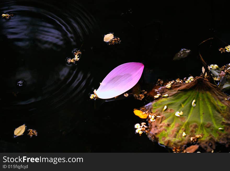 The falling flowers