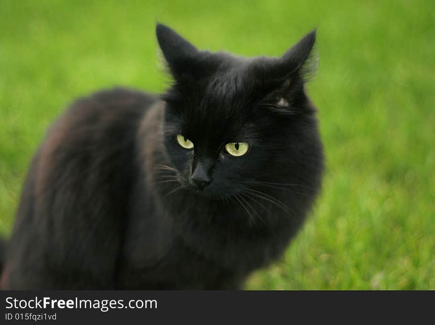 Black Cat