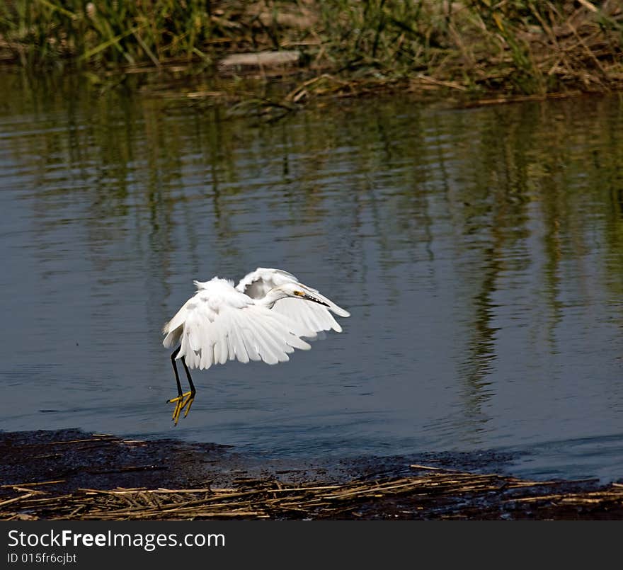 Flying Egret