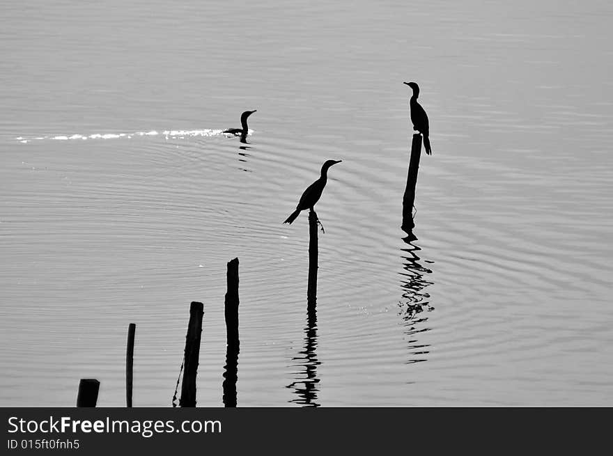 A group of birds on the river. A group of birds on the river