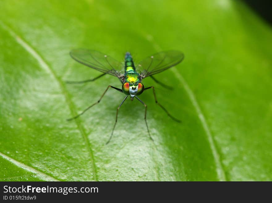 Close up of a long legged fly stand on green leaf.