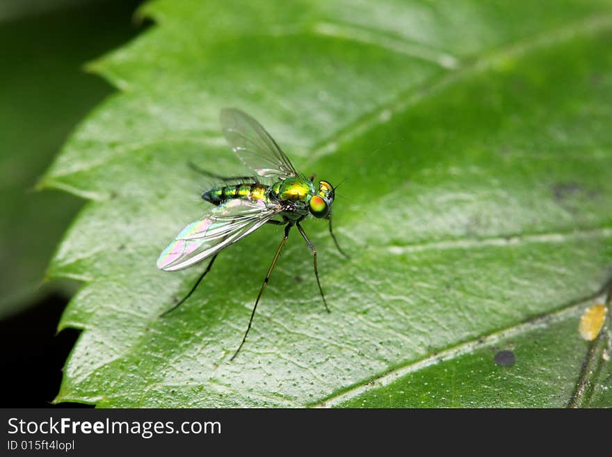 Close up of a long legged fly stand on green leaf.