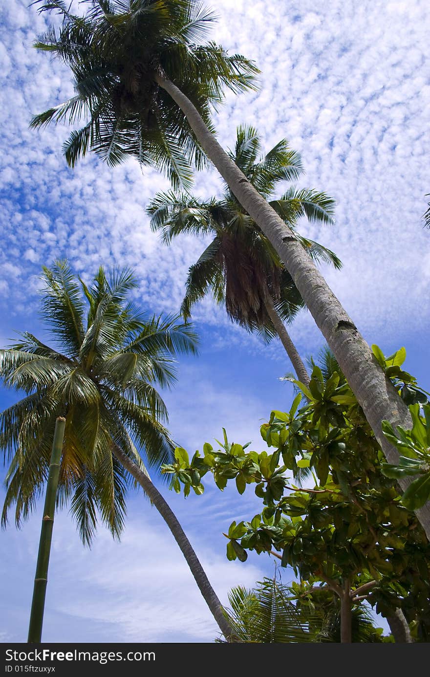 Coconut tree at tropical beach