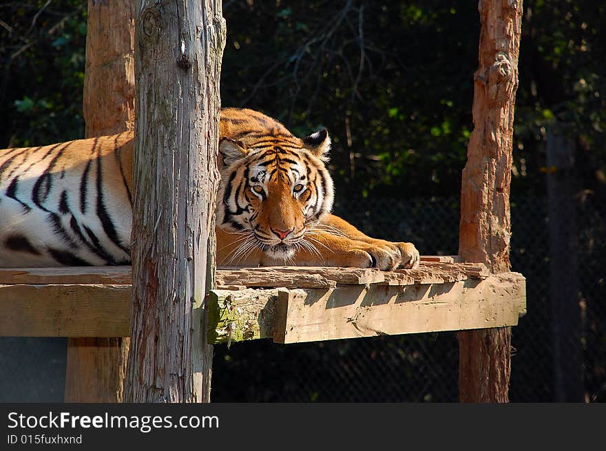 A bengal tiger , photographed in indiana at a feline rescue center. A bengal tiger , photographed in indiana at a feline rescue center